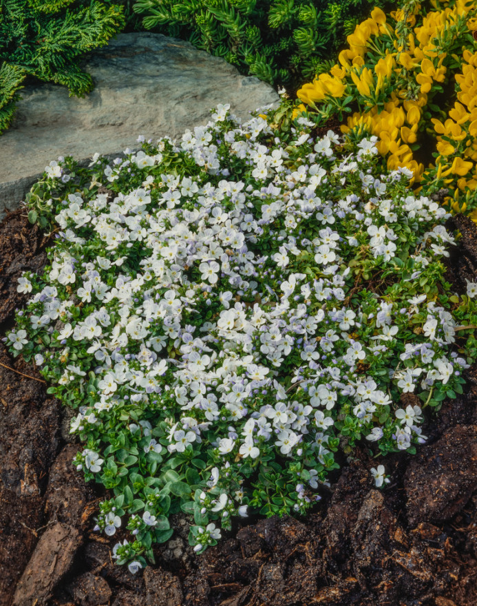 VERONICA repens- пълзящо великденче (1553)